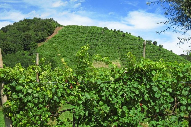 2 Guests Private Prosecco Road Tour All Inclusive from Conegliano - Food Pairings and Tastings: Cicchetti, Light Lunch, and Prosecco Superior Variety