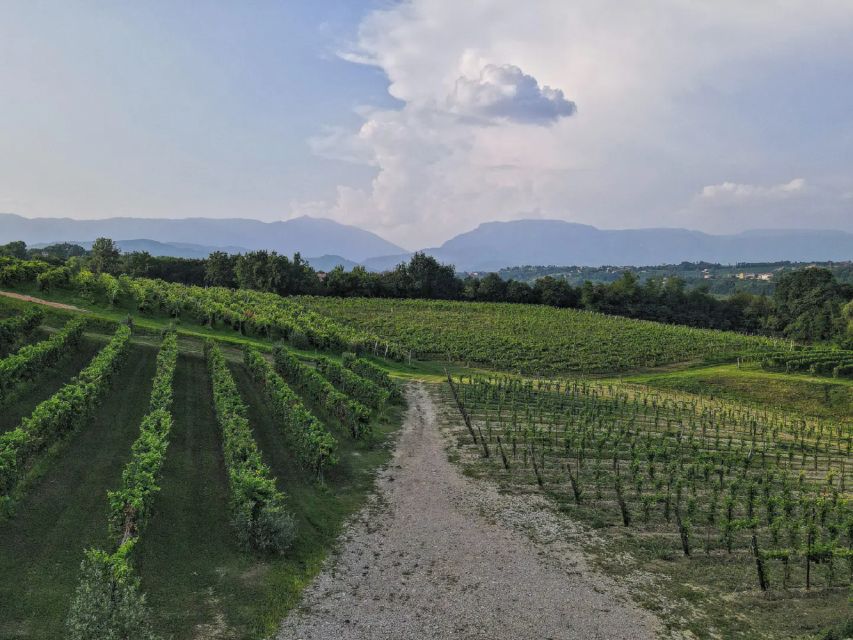 Conegliano: Prosecco Hills and Vineyards tour - Prosecco Superiore tastings: what you’re actually comparing