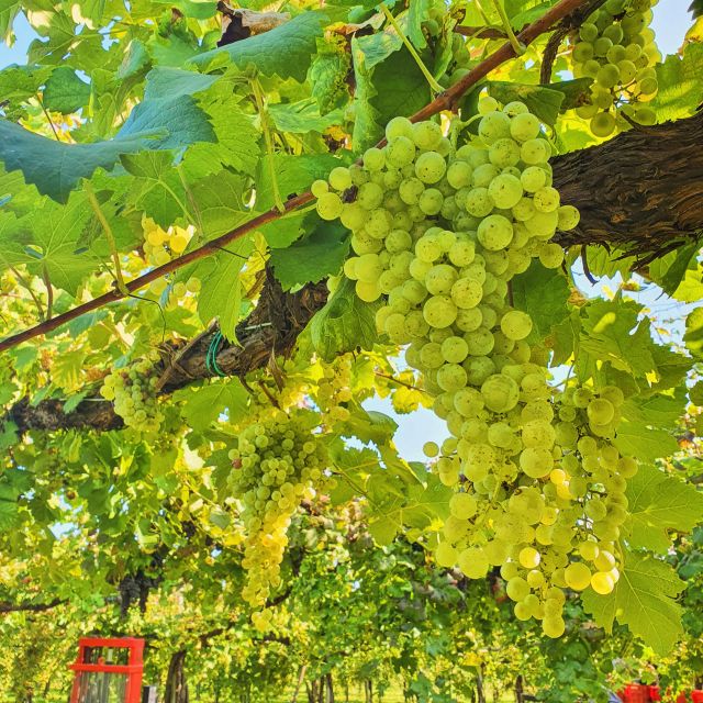 Conegliano: Prosecco Hills and Vineyards tour - Pairing Prosecco with typical local products (and how to get the most out of it)