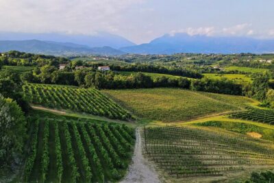 Exclusive Tour of the Vineyards with Visit to the Cellar! - The 2-Hour Flow: Estate Walk, Hill Views, Cellar Visit, Then Tasting