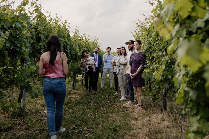 Guided Visit and Wine Tasting at the Winery in Veneto - Winery visit: see the winemaking techniques up close
