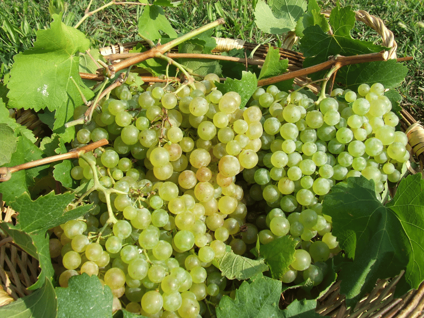 Prosecco Tasting in Countryside Winery - Key highlights to look for