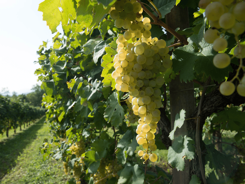 Prosecco Tasting in Countryside Winery - Vineyard strolling: what you’ll see and what to expect