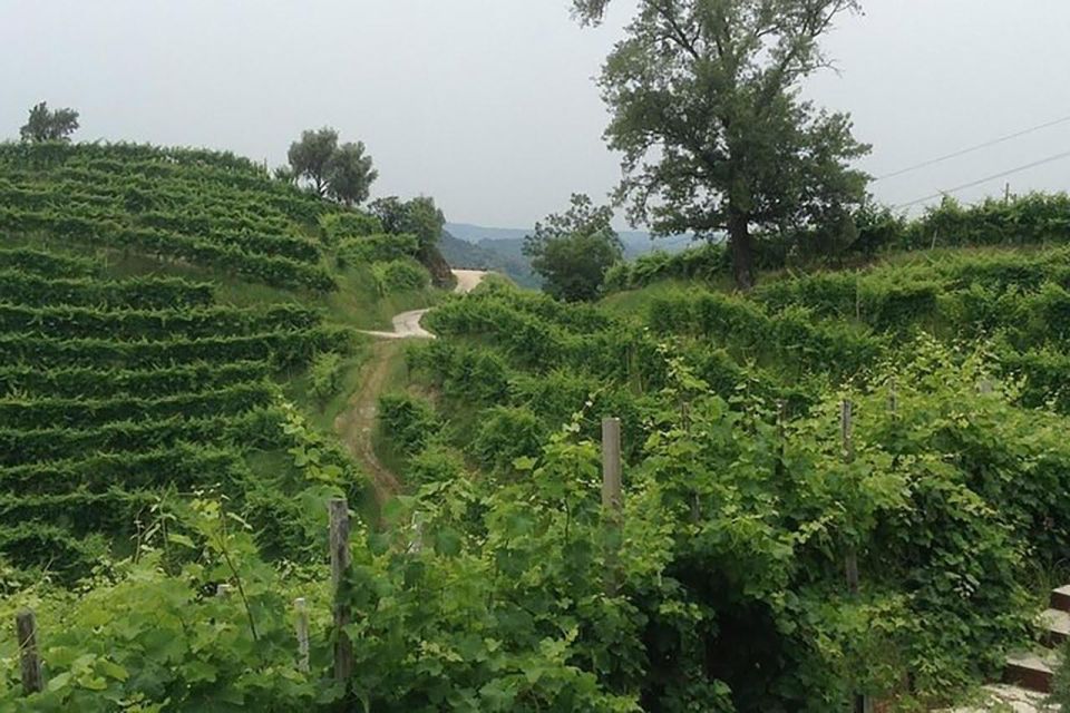 Prosecco Wine Tour. Full Day - 2 Wineries. From Venice - Prosecco Hills, But Make It Practical: What the Day Actually Does