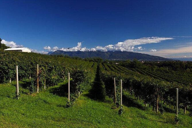 Prosecco Wine Tour with Sommelier – Pick-up from Treviso - Stop 1: Cantina Pietrovecchio and the DOCG context you’ll remember