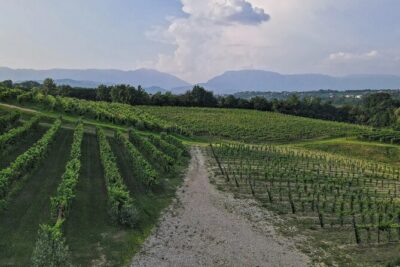 Romantic Evening Tasting with the Best Prosecco - What you actually taste: three company wines and a Prosecco focus