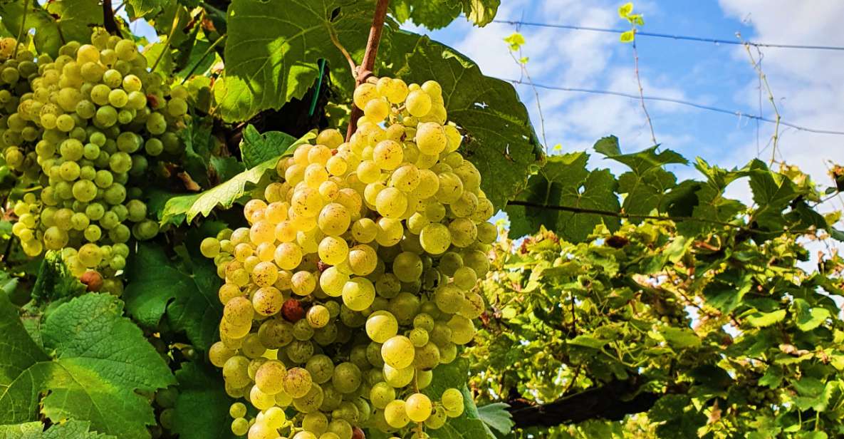 San Pietro di Feletto: Vineyard Tour with Cellar Visit - Key highlights to look for