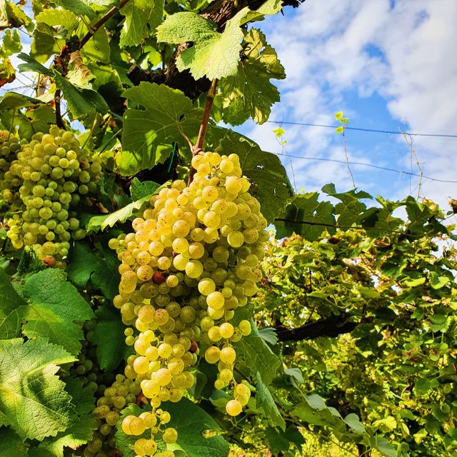 San Pietro di Feletto: Vineyard Tour with Cellar Visit - Where the ManiSagge tour fits in Veneto wine country