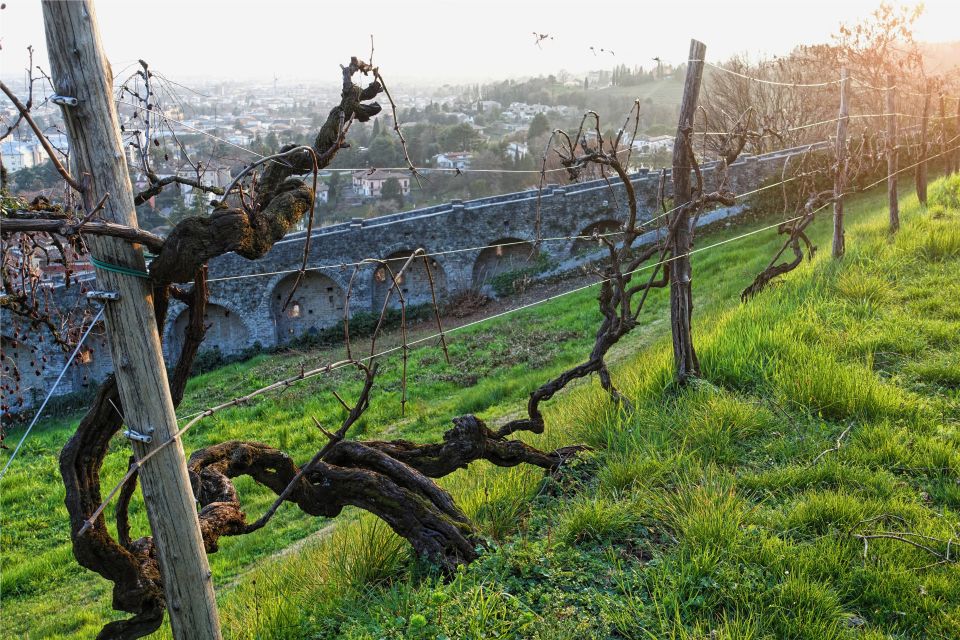San Pietro di Feletto: Vineyard Tour with Cellar Visit - Price and value: is $70 for two hours worth it?