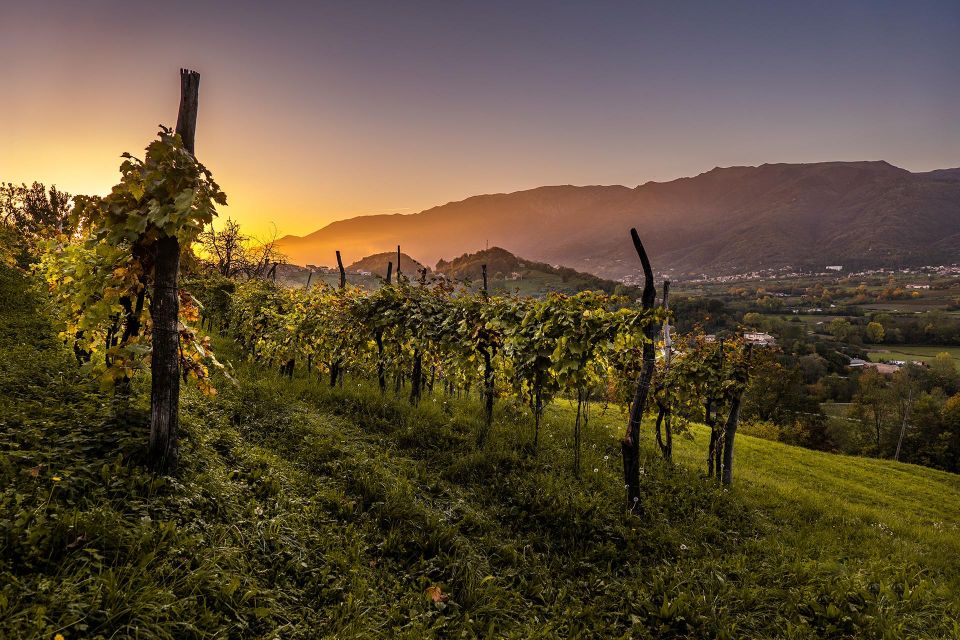 Valdobbiadene: Prosecco private tour & taste with Sommelier - Two wineries with tastings: the part you’ll remember