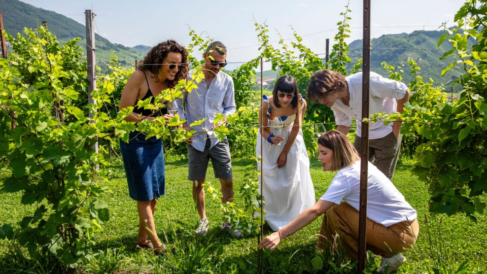 Valdobbiadene:Prosecco tasting,appetizers,winery & vineyard - Vineyard walk among centenary vines and organic cultivation